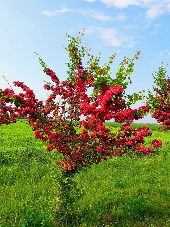 103244125_10157645803168897_5403491846913240511_o